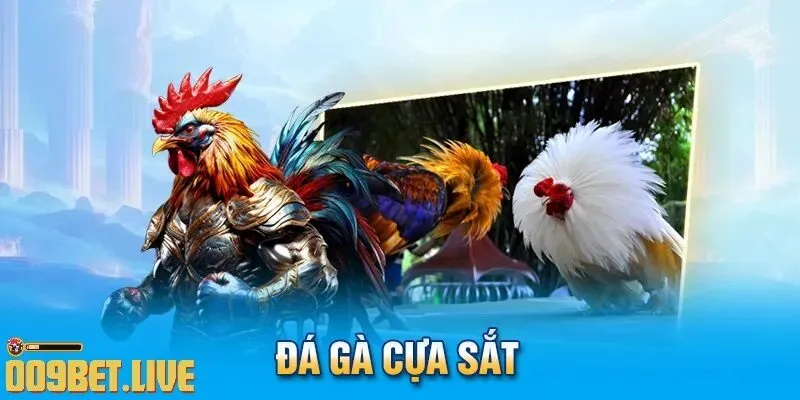 Trải nghiệm Đá Gà Cựa Sắt